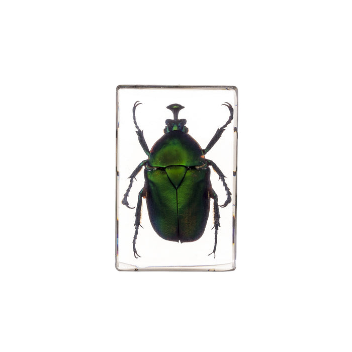 Real Acrylic Green Chafer Beetle Paperweight