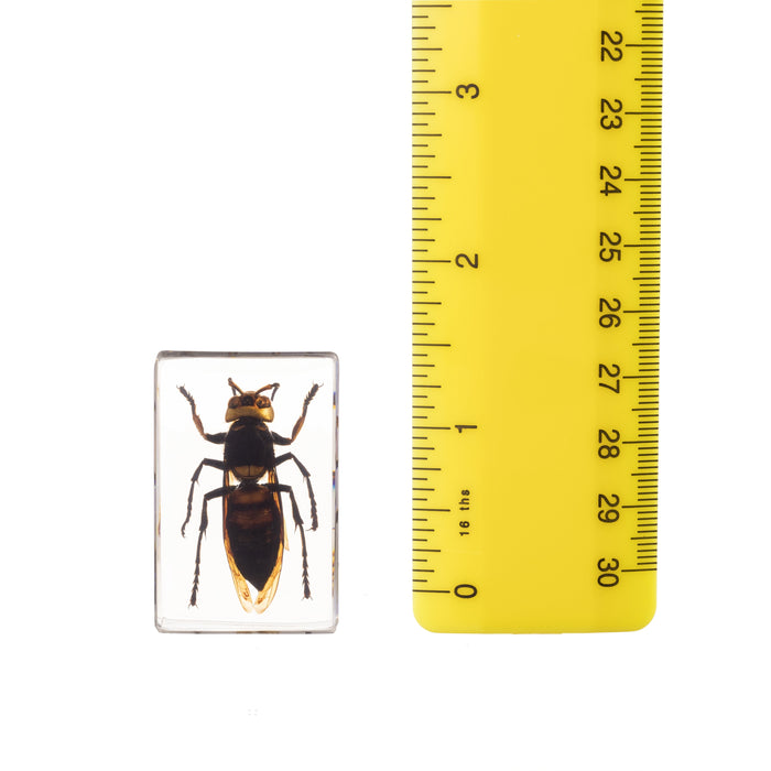 Real Acrylic Wasp Paperweight (Small)