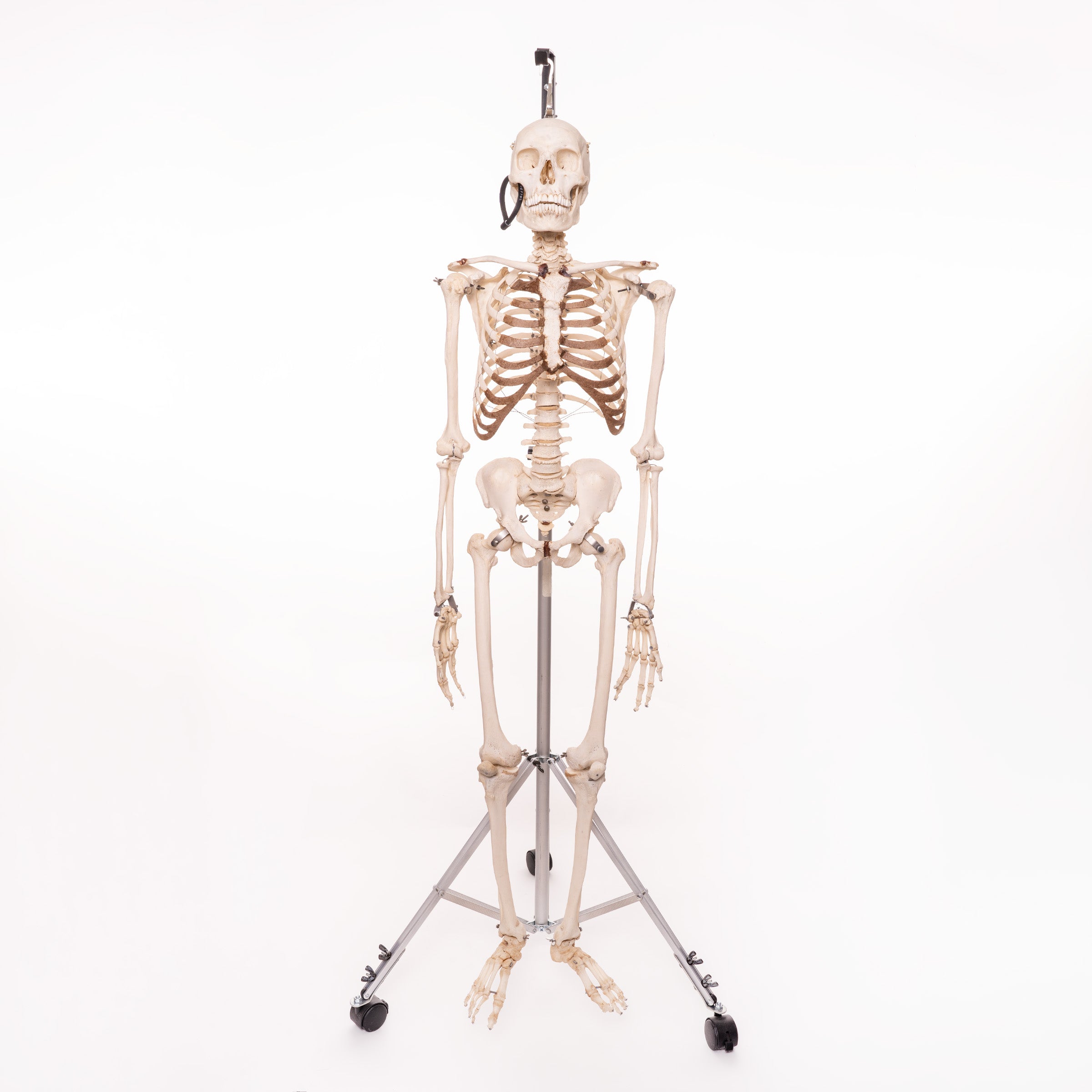 3B Scientific Adult Human Skeleton - includes 3B Smart Anatomy:Education
