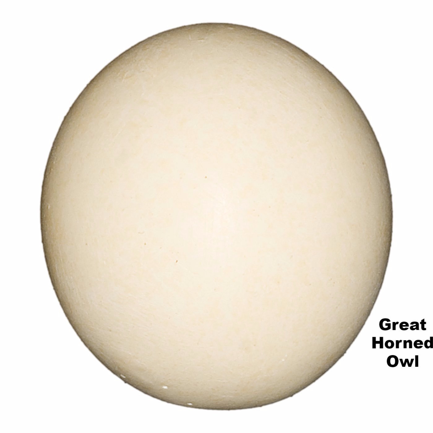 great-horned-owl-eggs