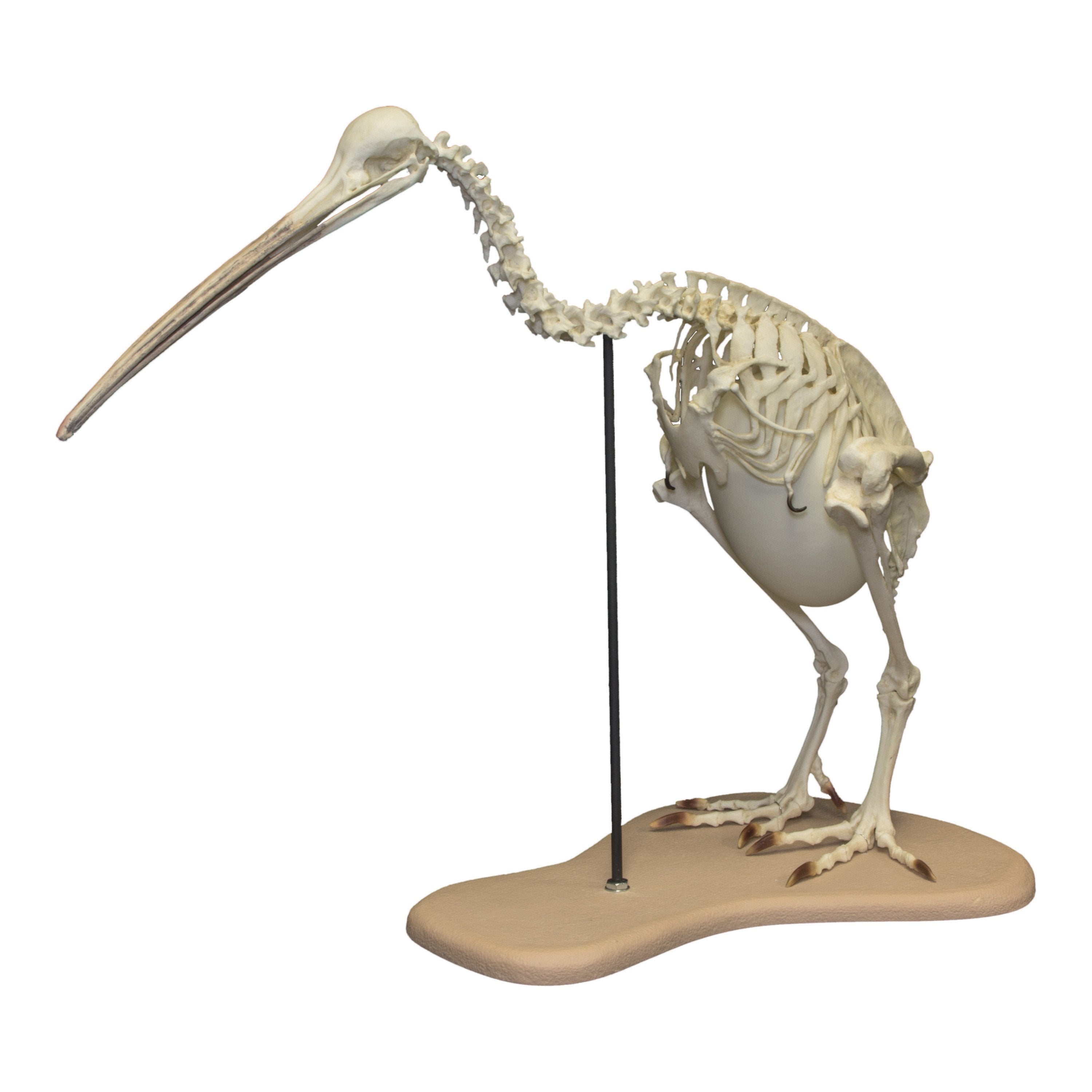 Replica Brown Kiwi Articulated Skeleton — Skulls Unlimited International,  Inc.