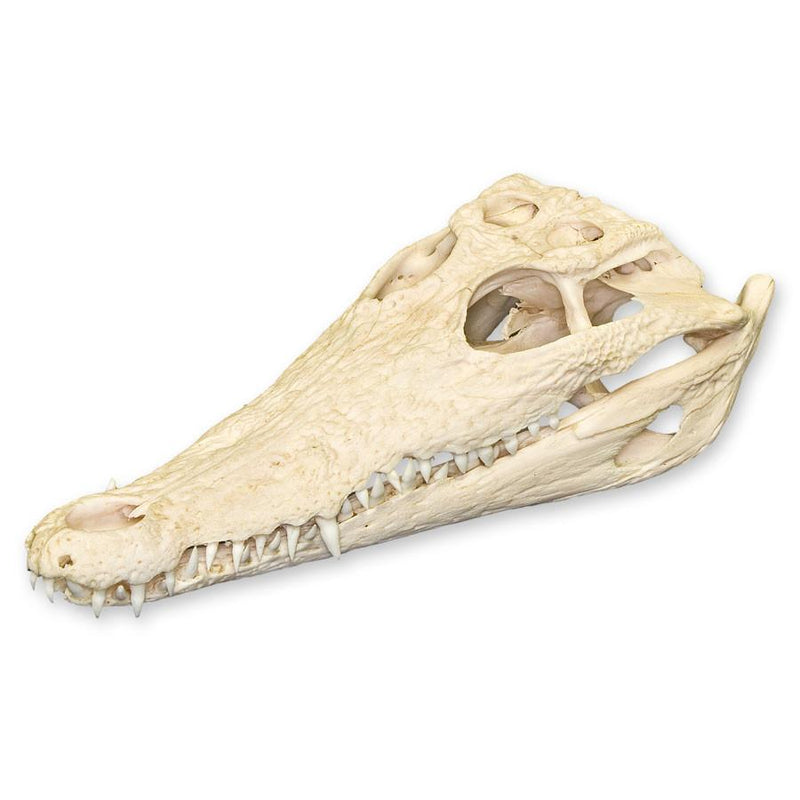 Real Nile Crocodile Skull