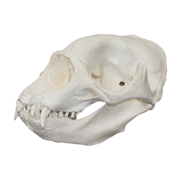 Replica Northern Elephant Seal Skull - Male