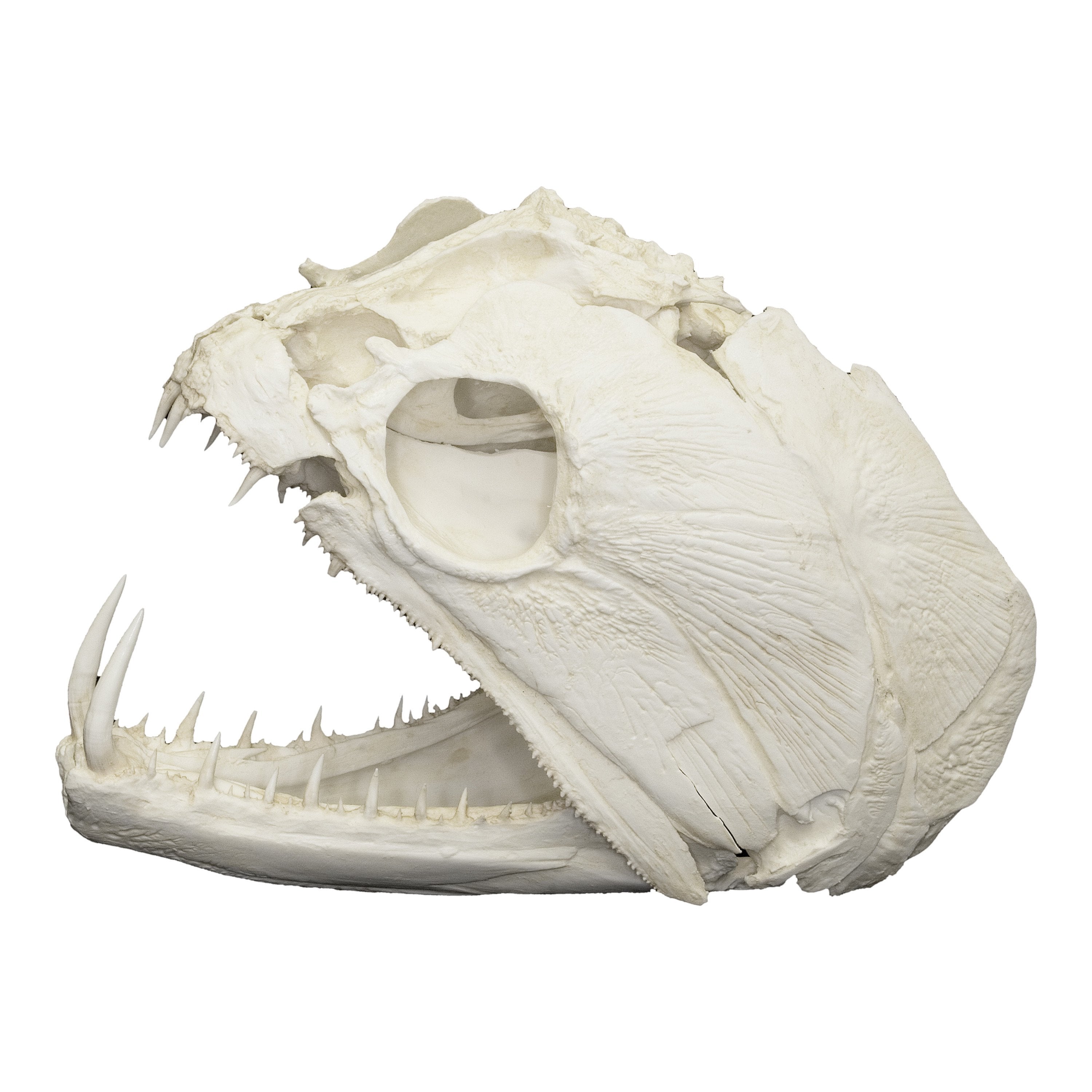 Pike Skull pike-skull