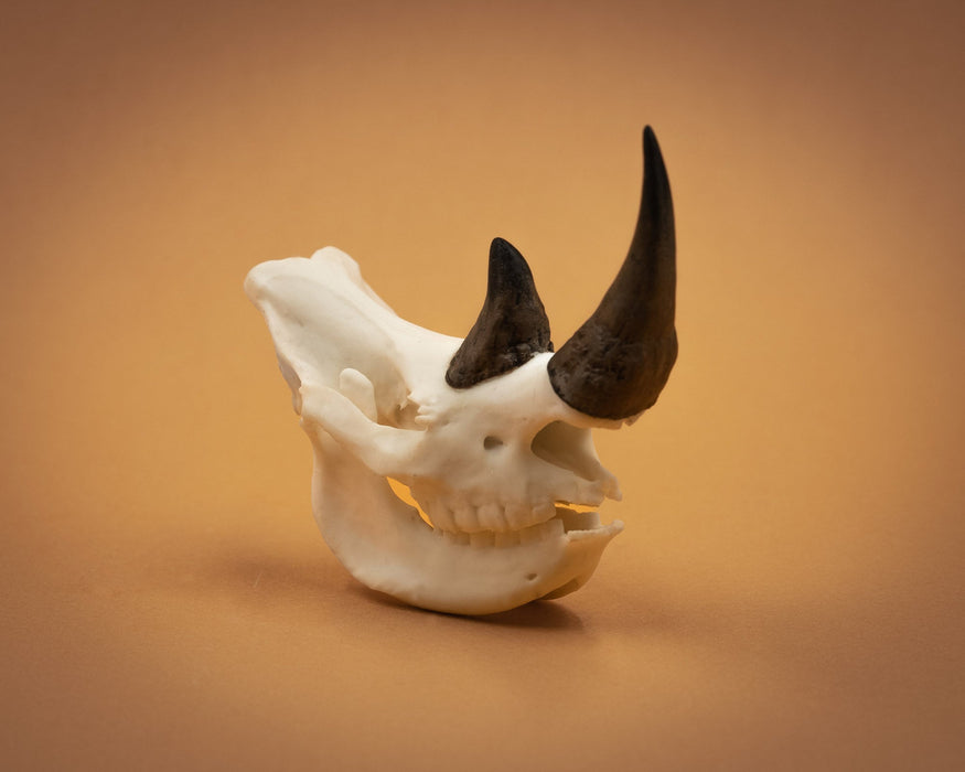 SKULLIES - Miniature Rhino Skull