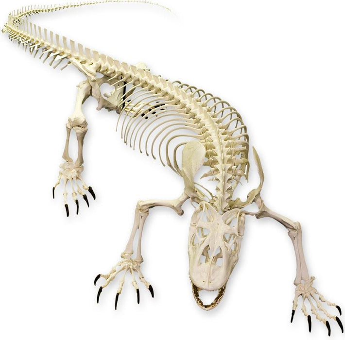 Replica Komodo Dragon Skeleton