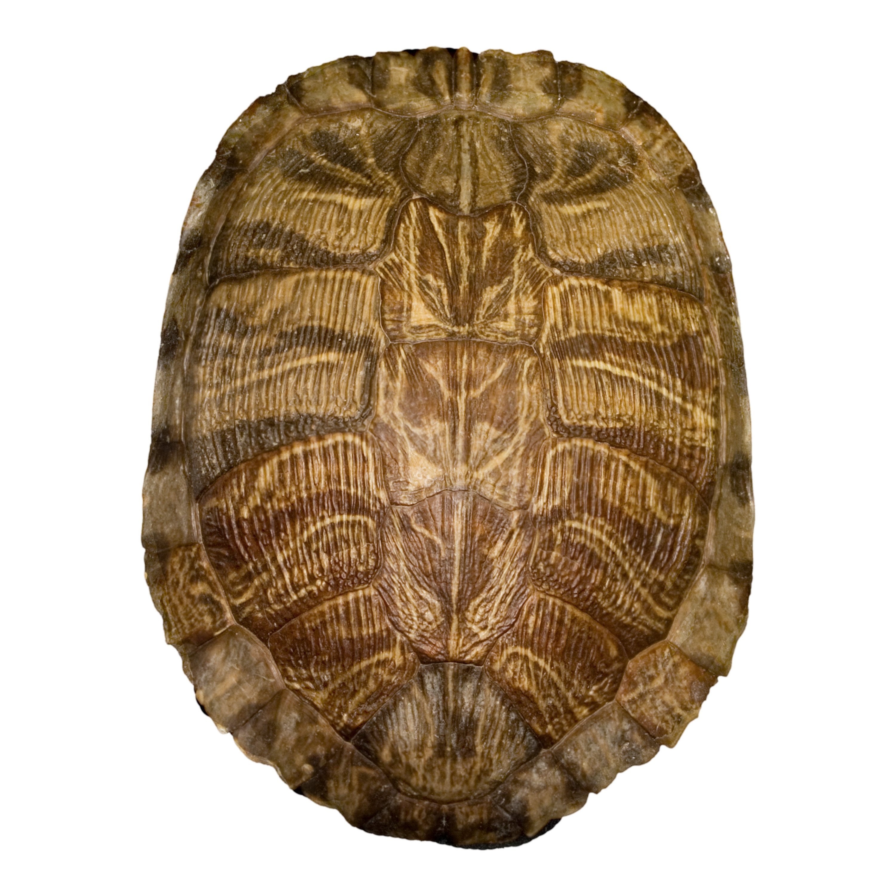 Real Pond Turtle Shell