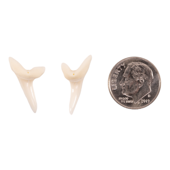 Real Mako Shark Tooth - Set of 2