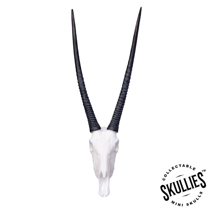SKULLIES - Miniature Gemsbok Skull