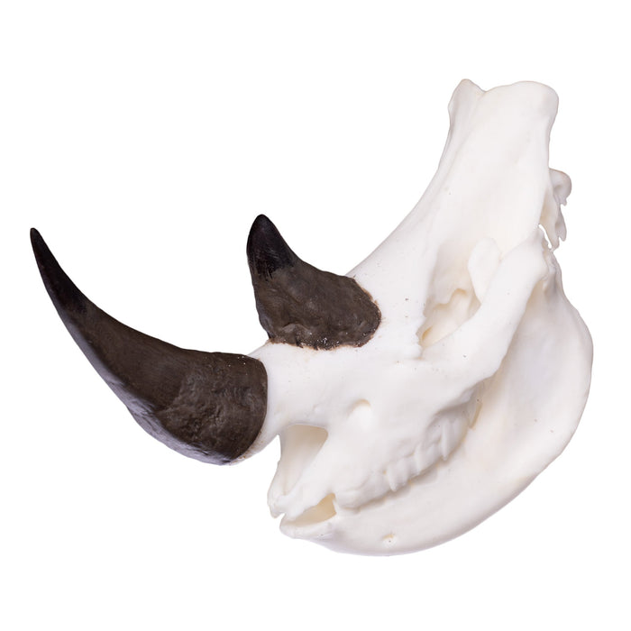 SKULLIES - Miniature Rhino Skull