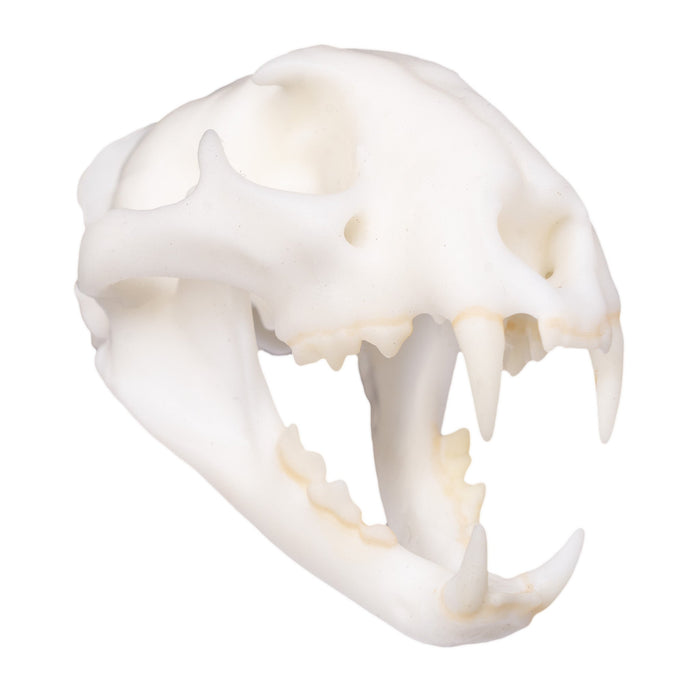 SKULLIES - Miniature Leopard Skull