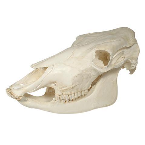 Replica Cow Skull
