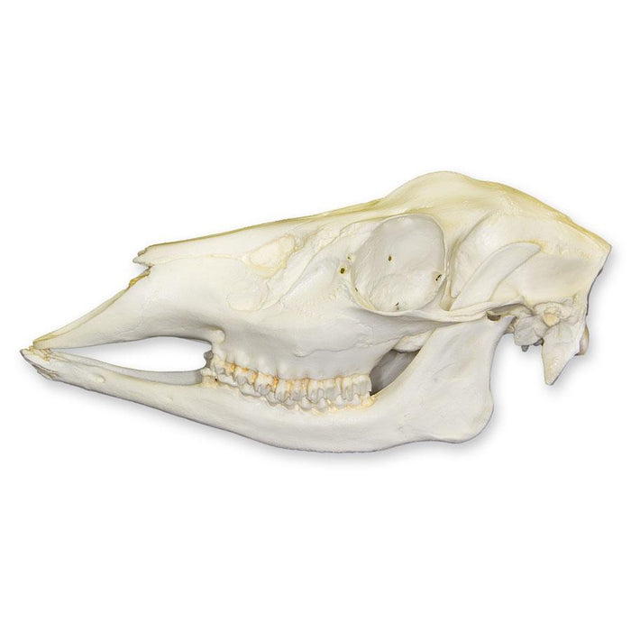Replica Whitetail Deer Skull