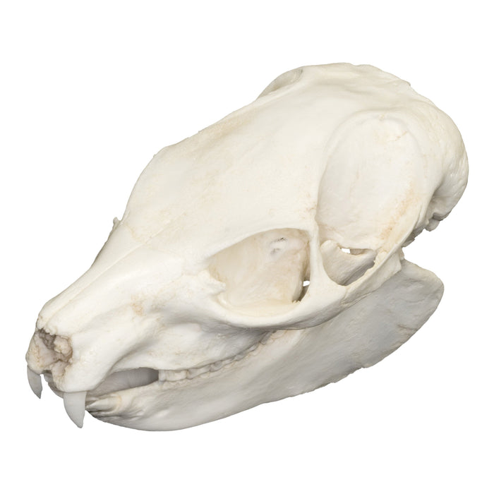 Replica Southern Tree Hyrax Skull