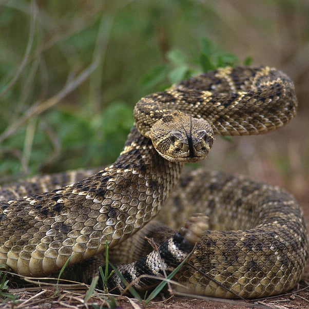 "The Rattlesnake: Fascinating from Head to Tail”