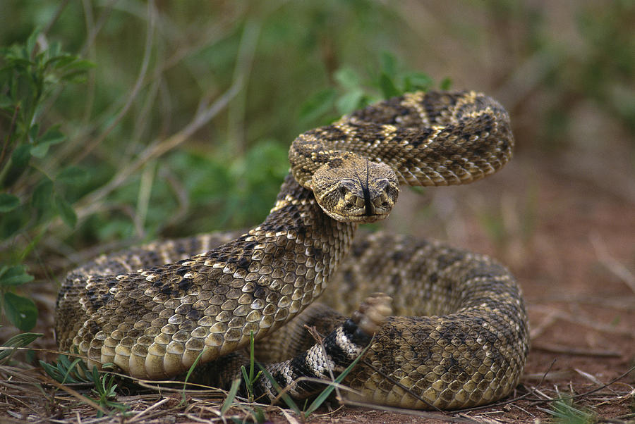 "The Rattlesnake: Fascinating from Head to Tail”
