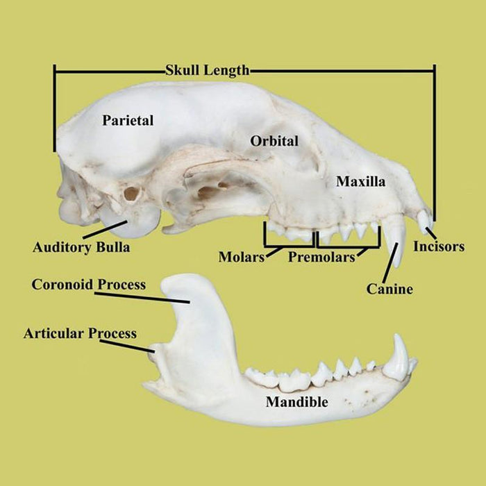 How to Identify a Skull - Skulls Unlimited International, Inc.
