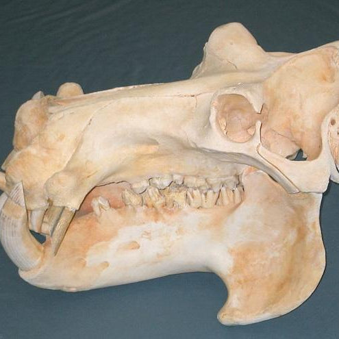 Hippo skull headed home - Skulls Unlimited International, Inc.