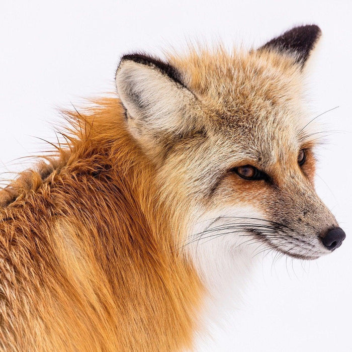 Limited Edition BoneBox Reveal: Red Fox
