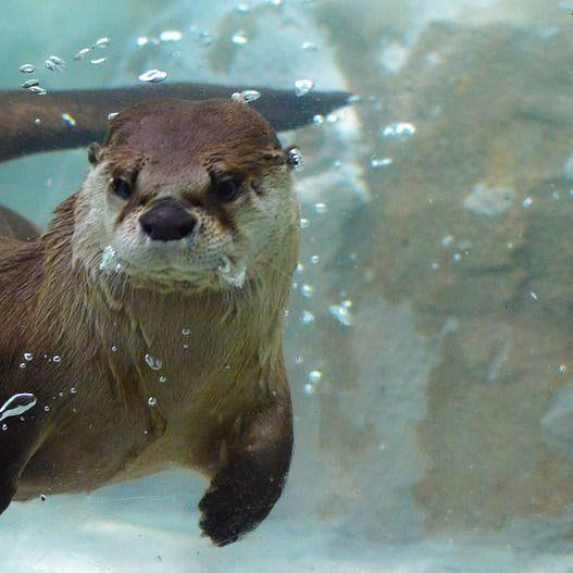 Limited Edition BoneBox Reveal: North American River Otter