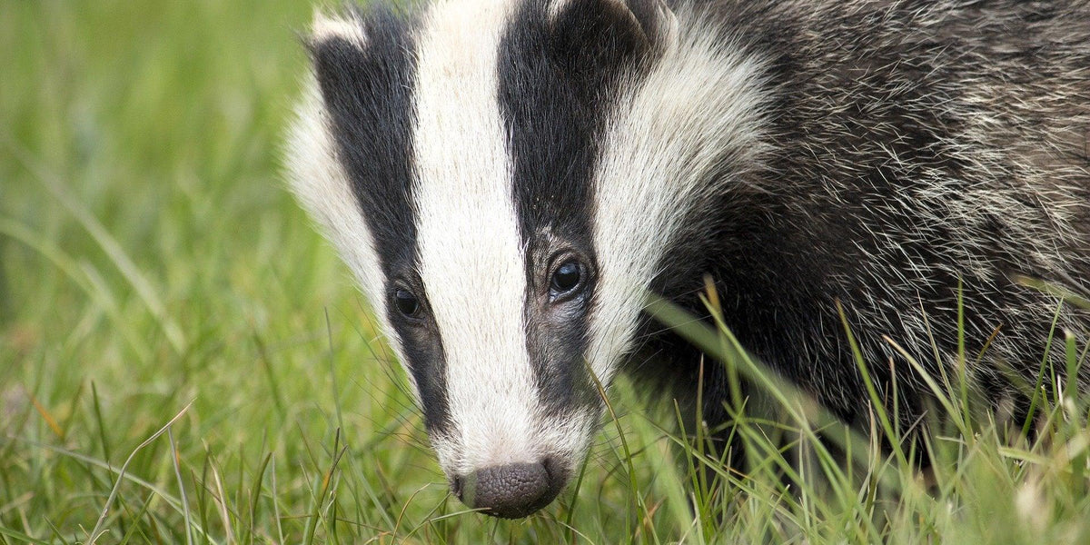 Limited Edition BoneBox Reveal: American Badger — Skulls Unlimited