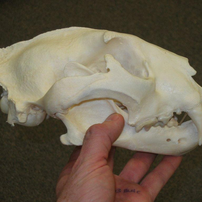 How to Do Comparative Analysis on a Skull