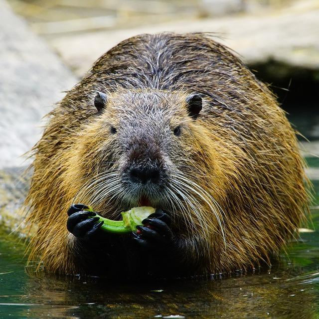 Limited Edition BoneBox Reveal: Nutria