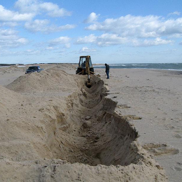 Missing Whale Stumps Museum on Beach Dig
