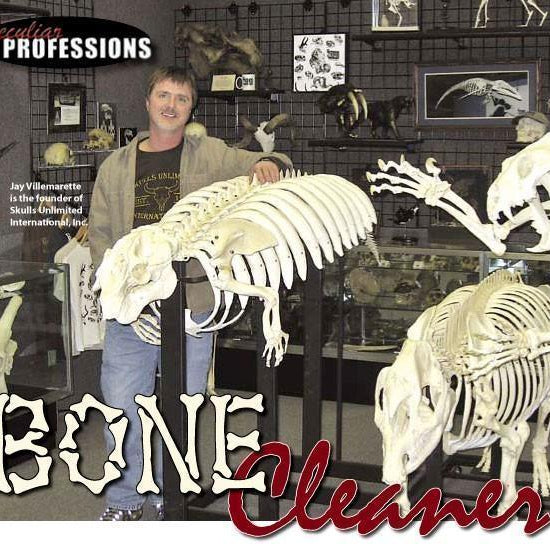 Peculiar Professions: Bone Cleaner