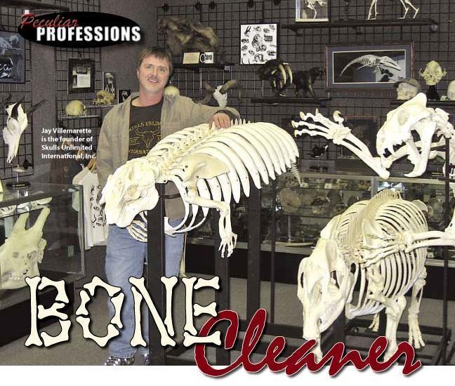 Peculiar Professions: Bone Cleaner