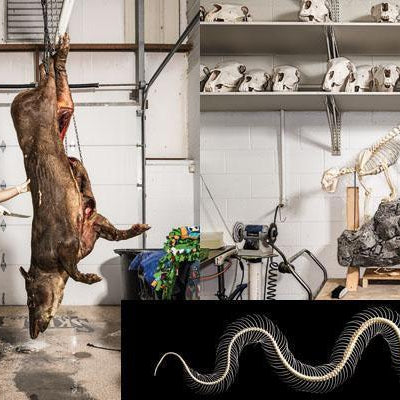 Skulls Inc.: Behind the Scenes of a World-Class Taxidermy Shop - Skulls Unlimited International, Inc.