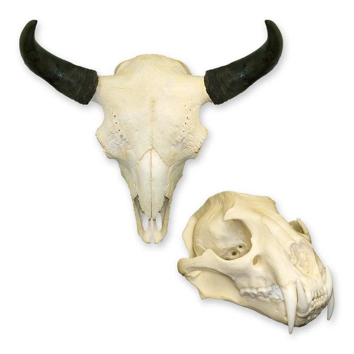How to "Read" a Skull: Eye Placement and Size - Skulls Unlimited International, Inc.