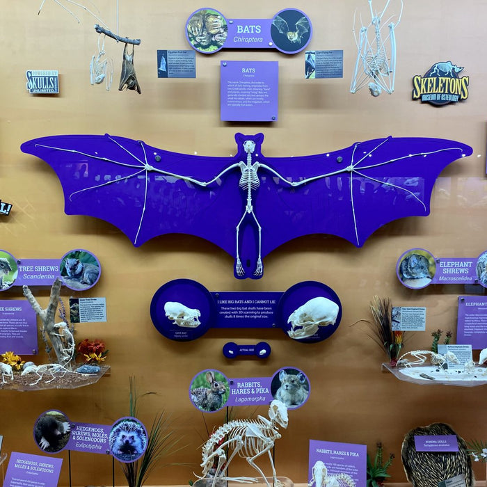 The Bat Blog!