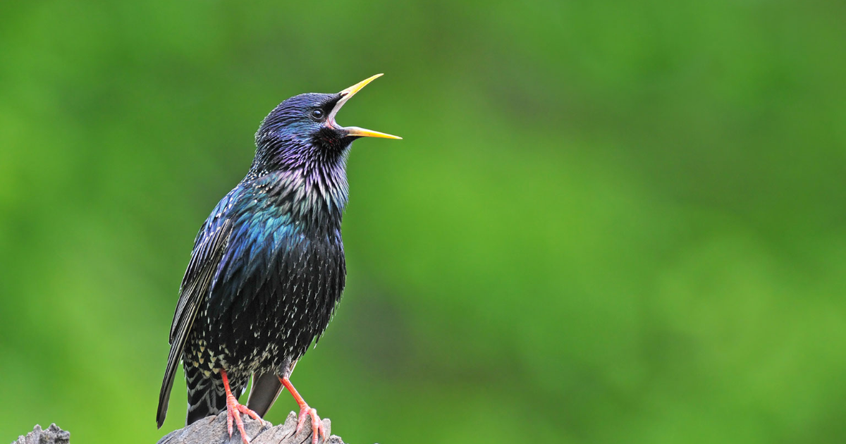 The Starling: A Twinkling Gem of the Avian World