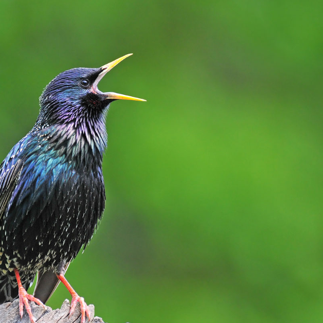 The Starling: A Twinkling Gem of the Avian World
