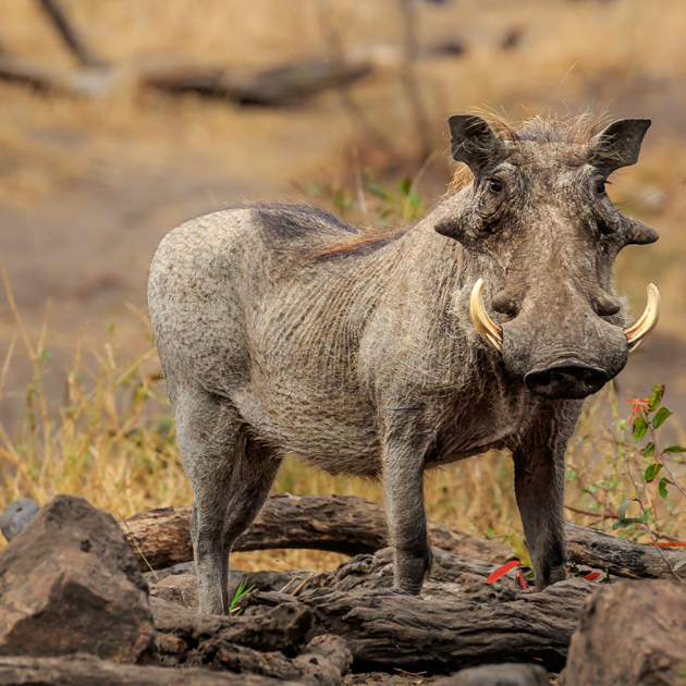 Embracing the Wild: The Fascinating Life of the Warthog