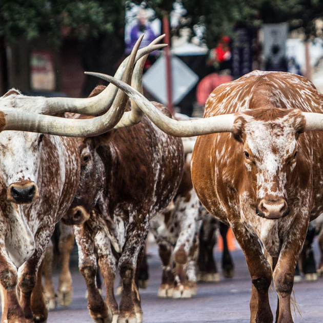 Get Your Horns Up: The Surprising History and Creative Uses of Longhorn Skulls