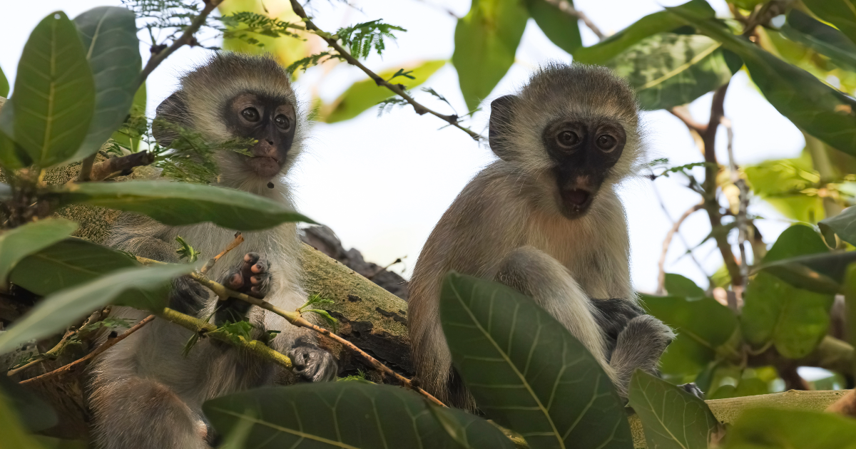 Sizzling Discoveries: Dive into the Mysteries of the Vervet Monkey this Summer!