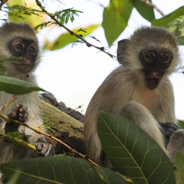 Sizzling Discoveries: Dive into the Mysteries of the Vervet Monkey this Summer!