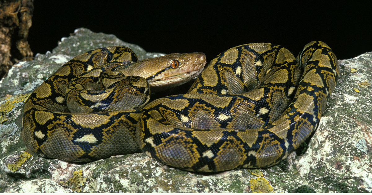 Beyond the Scales: The Astonishing World of the Reticulated Python