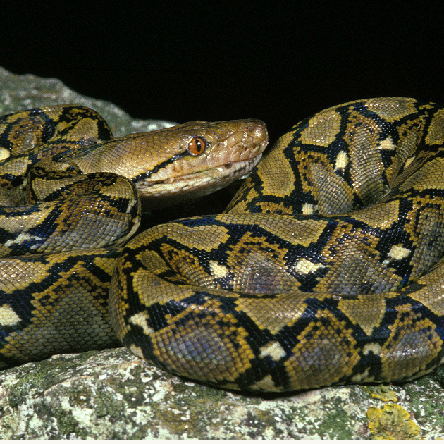 Beyond the Scales: The Astonishing World of the Reticulated Python