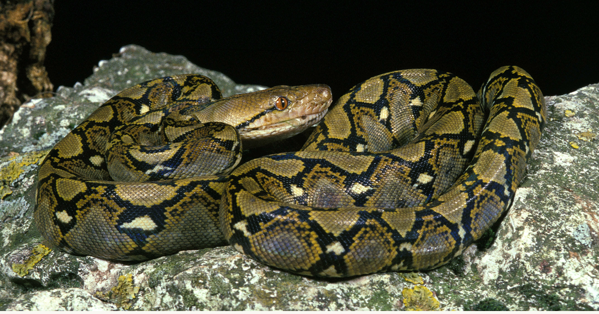 Beyond the Scales: The Astonishing World of the Reticulated Python ...