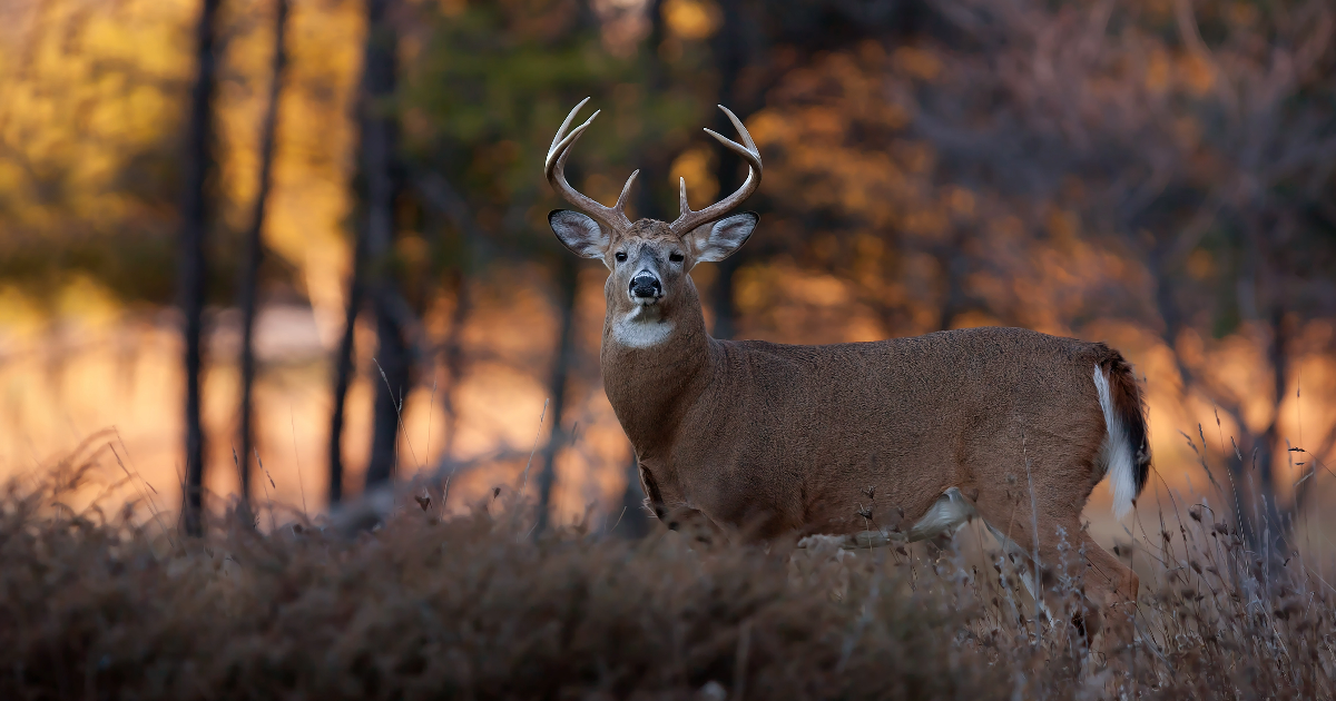 The White-tailed Deer: An Emblem of North American Wilderness