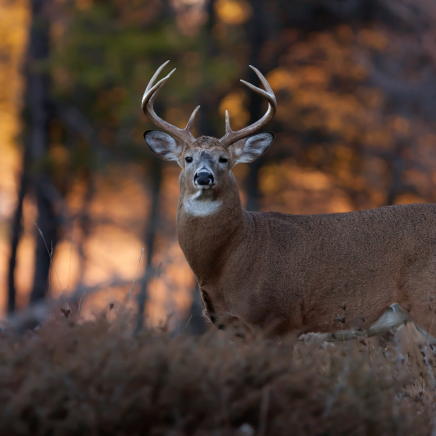 The White-tailed Deer: An Emblem of North American Wilderness