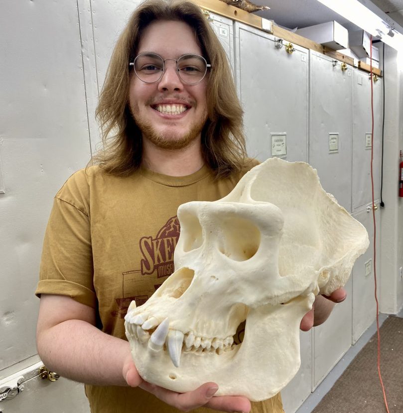 Ethan with an adult male gorilla skull from the Museum of Osteology's Comparative Collection in Oklahoma City, Oklahoma.