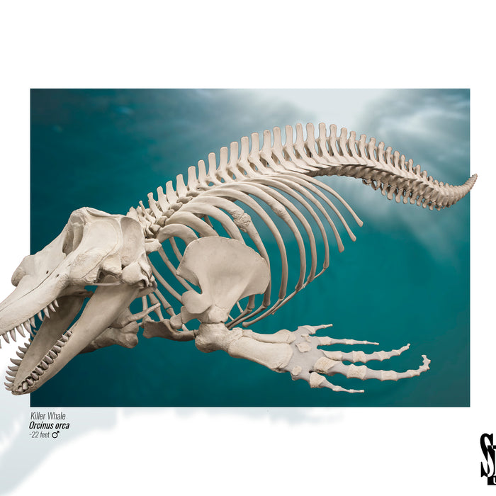 Killer Whales: Marine Hunting Machines