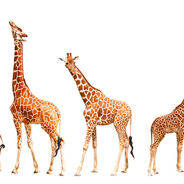 Beloved and Iconic: The Giraffe