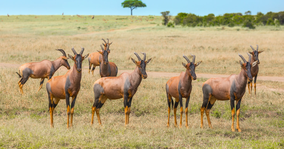 Now You Tsessebe - Now You Dont!