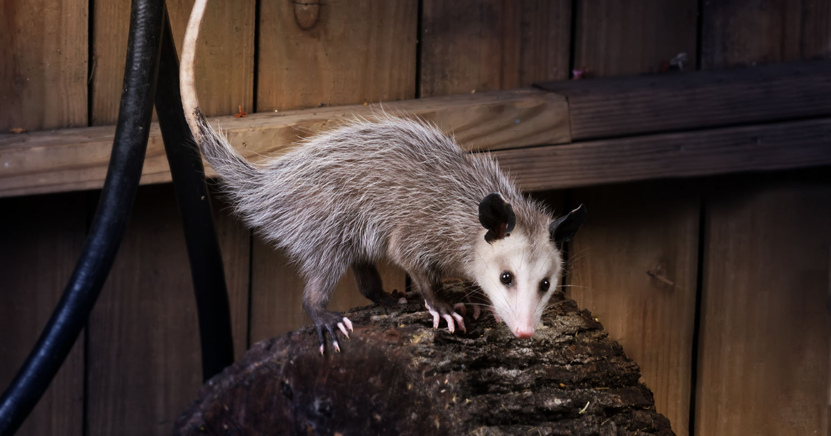 Playing Possum: A Guide to these Mischievous Pretenders