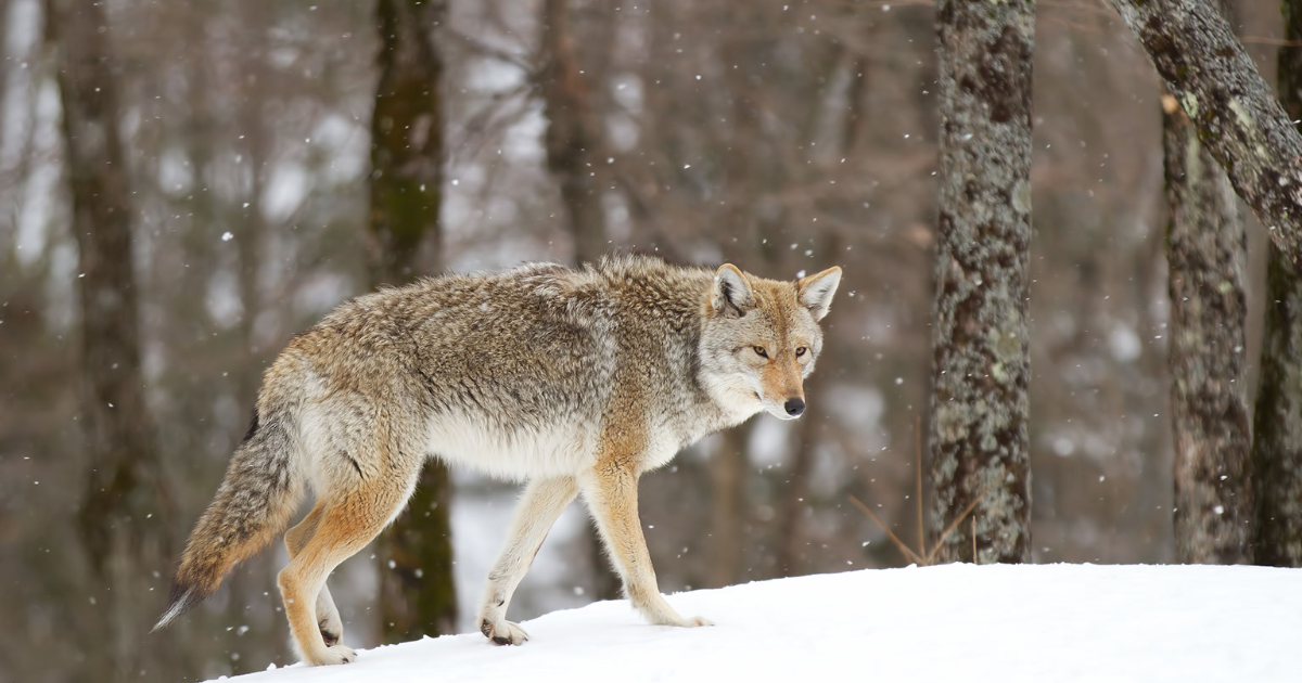 Coyote-ing Around: Exploring the Clever Canine